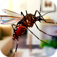 Flying Insect Mosquito Home Life Sim 3D icon