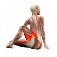 Yoga Anatomy Guide