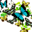 プログラムのアイコン：Butterflies in summer The…