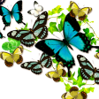 Butterflies in summer Theme