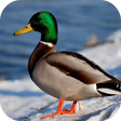 程序图标：Duck Wallpapers