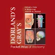 Dorlands Grays Pocket Atlas of Anatomy