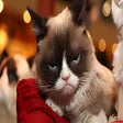 Icon of program: Grumpy Cat Wallpaper