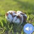 أيقونة البرنامج: Hamster Sounds and Wallpa…