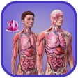 程序图标：Human Anatomy:Female  Mal…