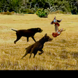 Icoon van programma: caza con perro