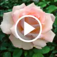 Flower Video Live Wallpaper