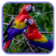 Icon of program: Cute Parrot Wallpaper