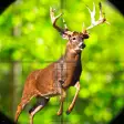 Hunting Games 3d: Deer Hunter