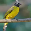 Black-crested bulbul bird sounds