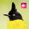 Programın simgesi: Black-crested bulbul bird…