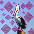 Icono de programa: pelicanochi