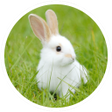 程序图标：Rabbit breeding