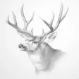 プログラムのアイコン：Animals Drawing