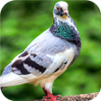 プログラムのアイコン：Lonely Pigeon. Birds Wall…