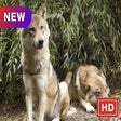 Icon of program: Mammals New Tabs HD Anima…