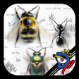 Symbol des Programms: Insect Race