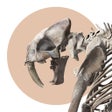 أيقونة البرنامج: Museum Alive