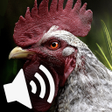 Programın simgesi: Rooster and Hen Sounds