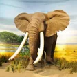 プログラムのアイコン：Baby Learn Animals Flash …