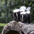 Icon of program: Skunk HD Wallpapers New T…