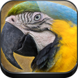 程序图标：Sounds of parrots