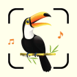 Bird Song Identifier Sounds ID