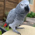 程序图标：African Gray Parrot