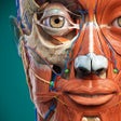 Ícone do programa: Anatomy Learning - 3D Ana…