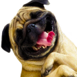 プログラムのアイコン：Free Funny Videos for Wha…