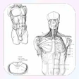 프로그램 아이콘: Drawing Human Body Tutori…