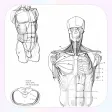 Drawing Human Body Tutorial