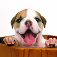 Ikona programu: Puppy Live Wallpaper