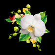 Icon of program: Orchids Wallpaper