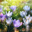 Icon of program: Spring Landscapes Wallpap…