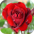 Icon of program: Roses - garden and grow