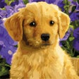 Icon of program: Oil Painting Paint by Num…
