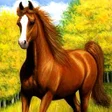 Biểu tượng của chương trình: Horse Wallpaper 4K