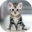 Kitten meow cat sounds