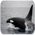 أيقونة البرنامج: Learn about Killer whales