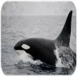 Learn about Killer whales