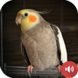 Ikona programu: Cockatiel Sounds