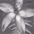 Ikona programu: Charcoal Drawing