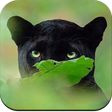 Ícone do programa: Black Panther Wallpaper H…