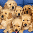 Icon of program: Wallpapers cute puppies a…