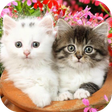 プログラムのアイコン：Cute Baby Animals Picture…