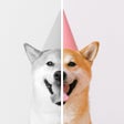 أيقونة البرنامج: Colourr  colorize BW phot…