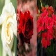 プログラムのアイコン：Flowers Wallpapers Backgr…