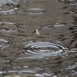 程序图标：3d Rain Live Wallpaper
