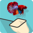 プログラムのアイコン：Catch the Betta
